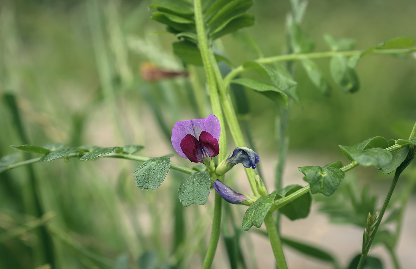 Изображение особи Vicia sativa.