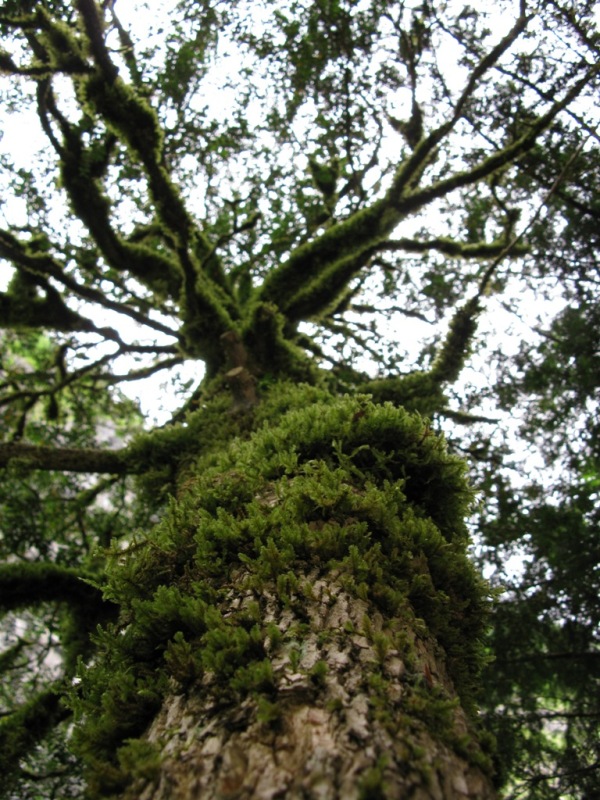 Image of Buxus colchica specimen.