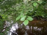 Ulmus glabra