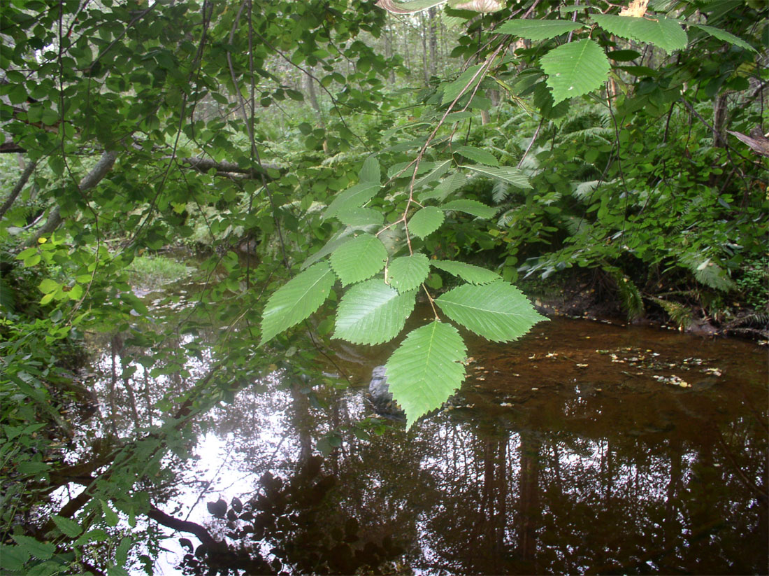 Изображение особи Ulmus glabra.