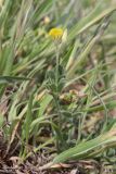 Medicago disciformis. Цветущее растение с завязавшимся плодом. Крым, Севастополь, бух. Солёная, нарушенная петрофитная степь. 23.04.2023.
