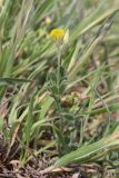 Medicago disciformis