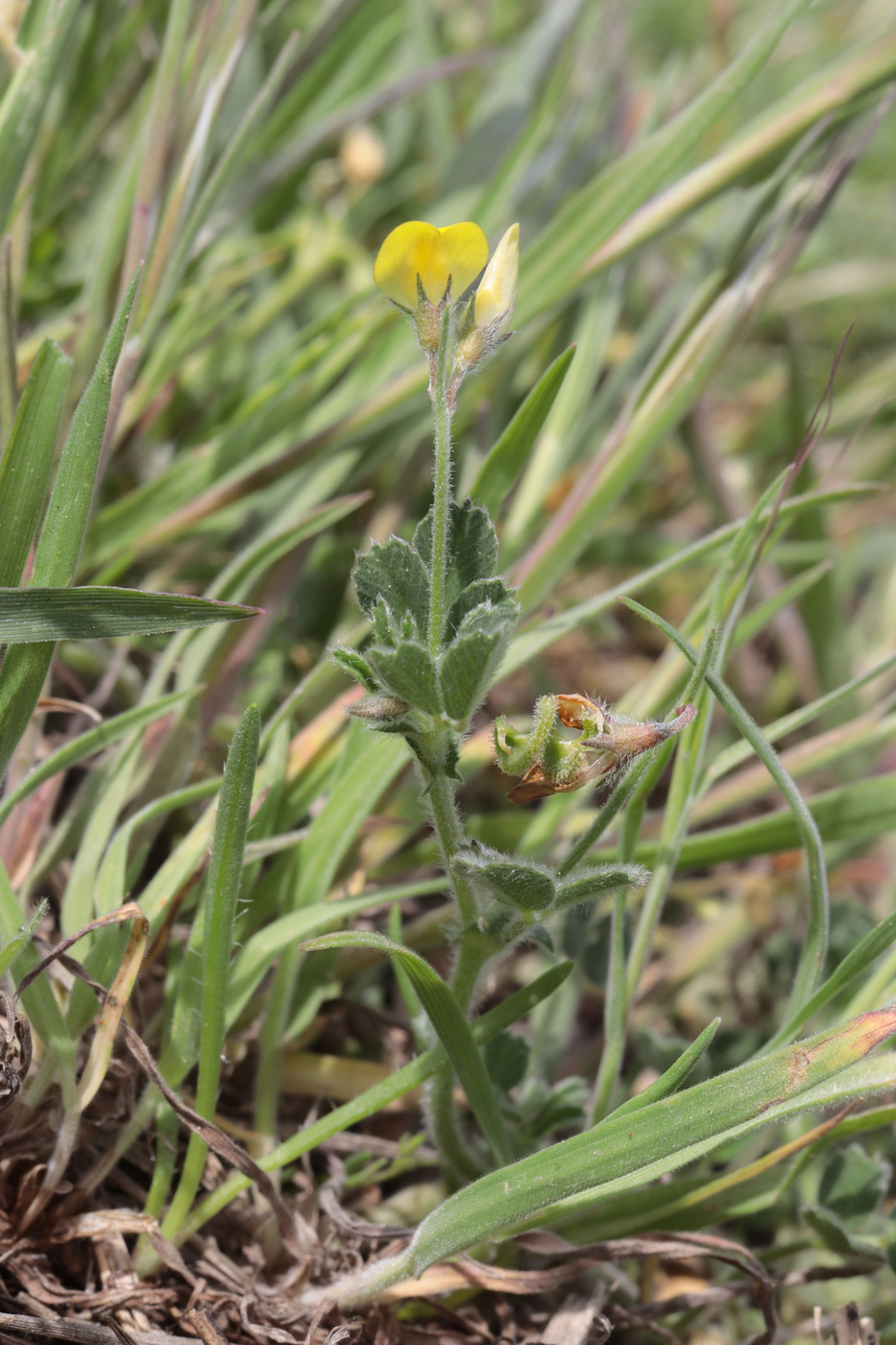 Image of Medicago disciformis specimen.