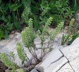 Alyssum alyssoides