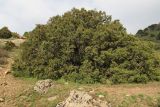 Juniperus seravschanica