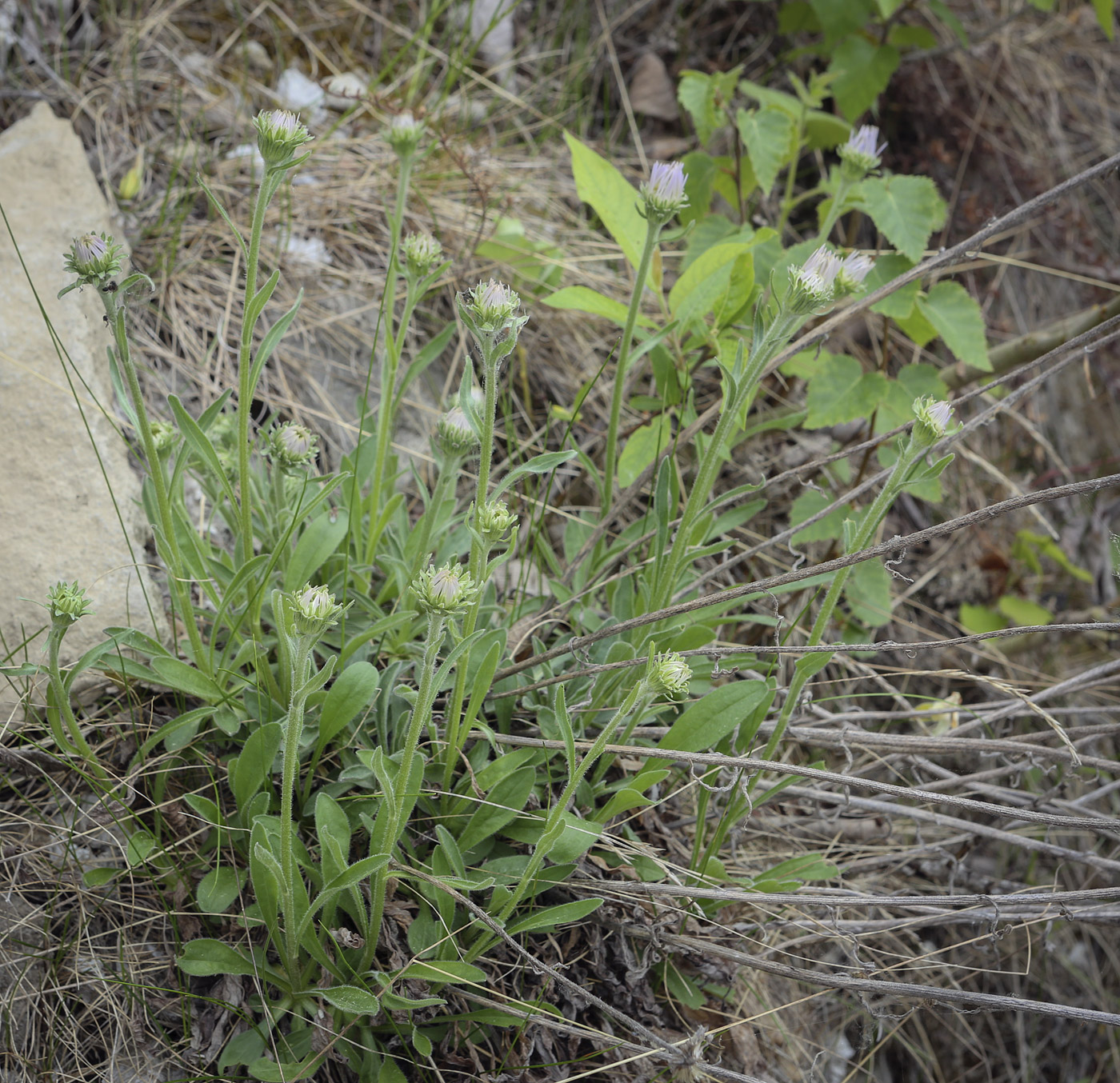 Изображение особи Aster alpinus.