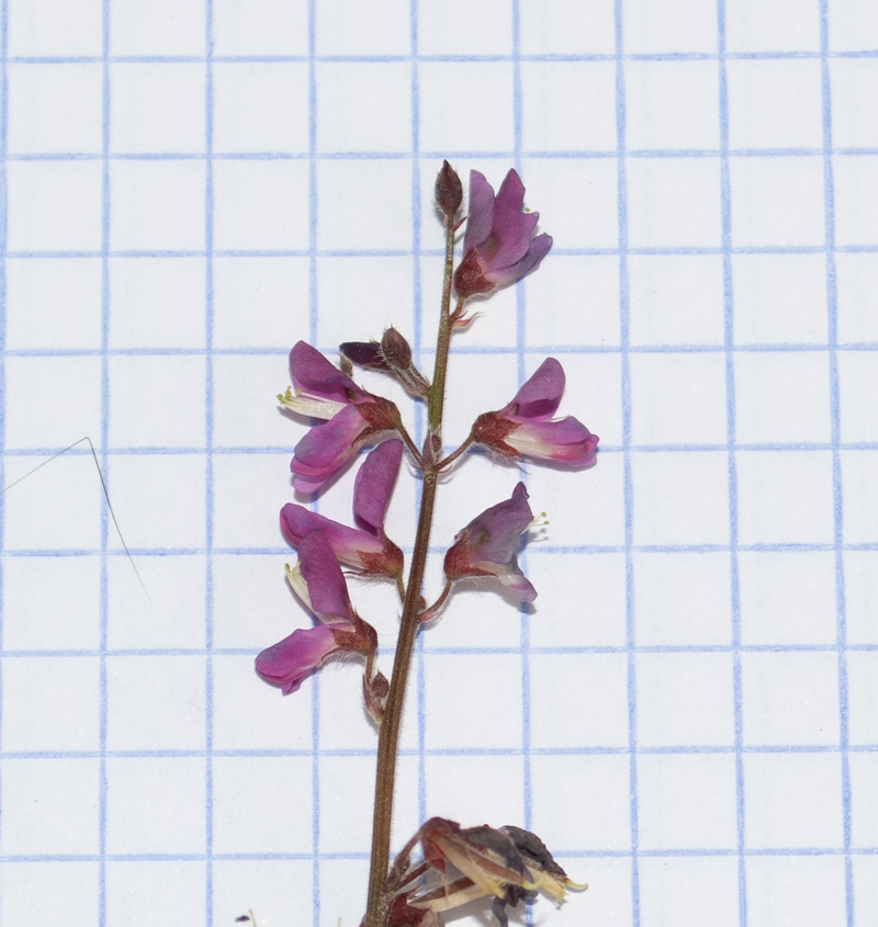 Image of familia Fabaceae specimen.