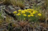 Alyssum lenense. Цветущее растение. Челябинская обл., Кизильский р-н, окр. с. Богдановское, долина р. Урал, вершина прибрежного скальника, каменистая степь. 8 мая 2023 г.