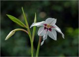 Gladiolus murielae