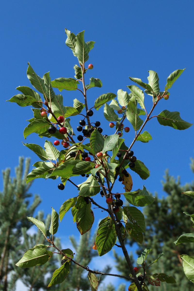 Image of Frangula alnus specimen.