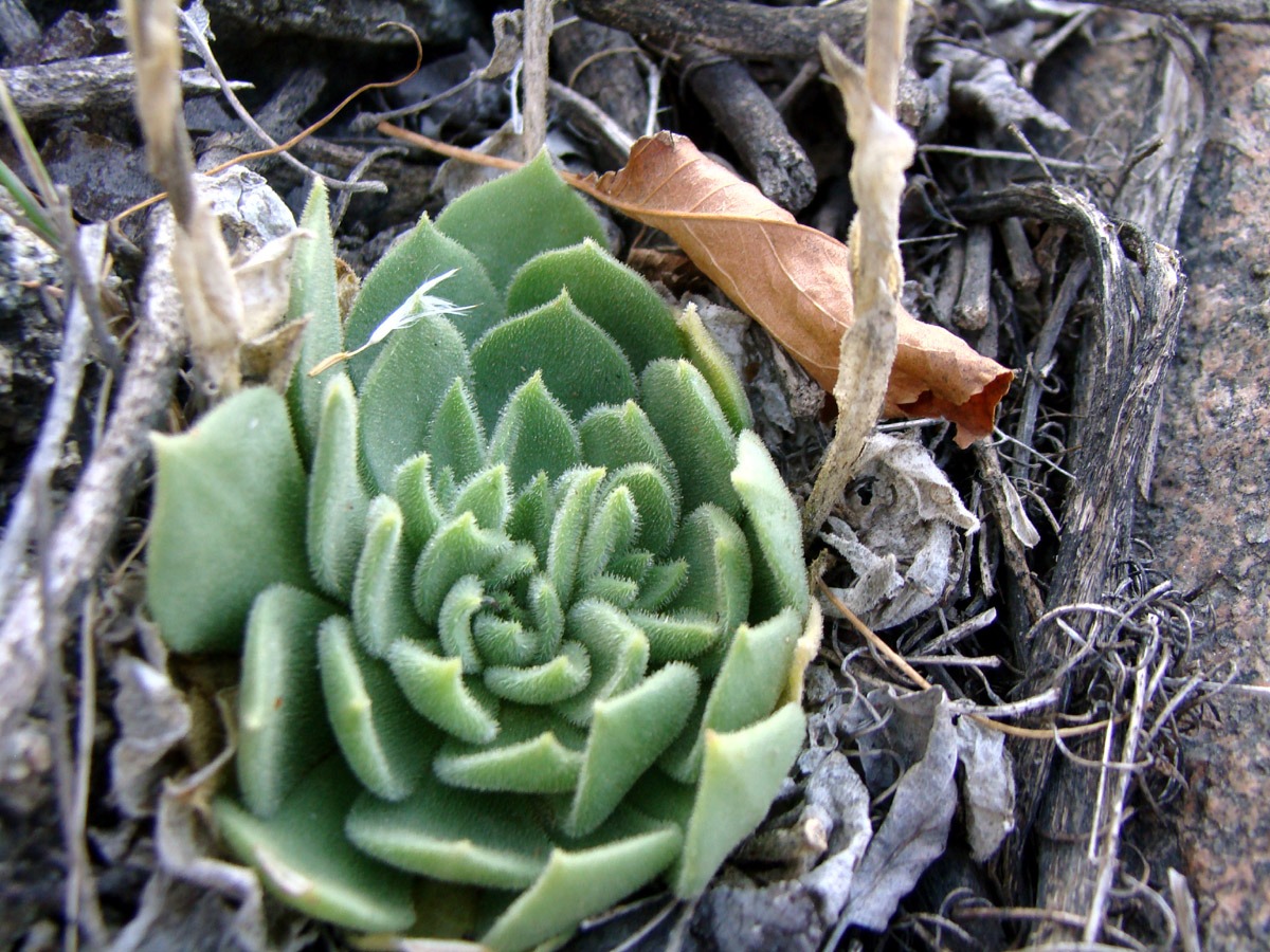 Image of Rosularia borissovae specimen.