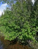 Duschekia fruticosa. Плодоносящее растение. Красноярский край, Таймырский Долгано-Ненецкий р-н, плато Путорана, долина р. Кутарамакан, берег реки, у воды. 25.07.2023.