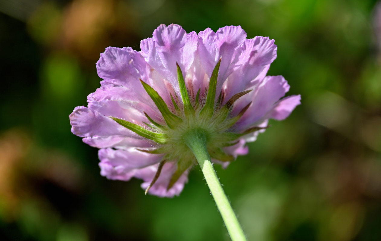 Image of Lomelosia songarica specimen.