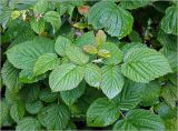 Rubus idaeus