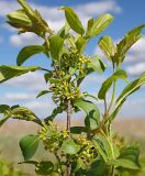Rhamnus cathartica. Фрагмент верхней части кроны с соцветиями и побегами. Ульяновская обл., Мелекесский р-н, окр. с. Щербаковка, долина р. Бол. Авраль, луг в понижении рельефа, выходящая к реке ложбина. 13.05.2023.