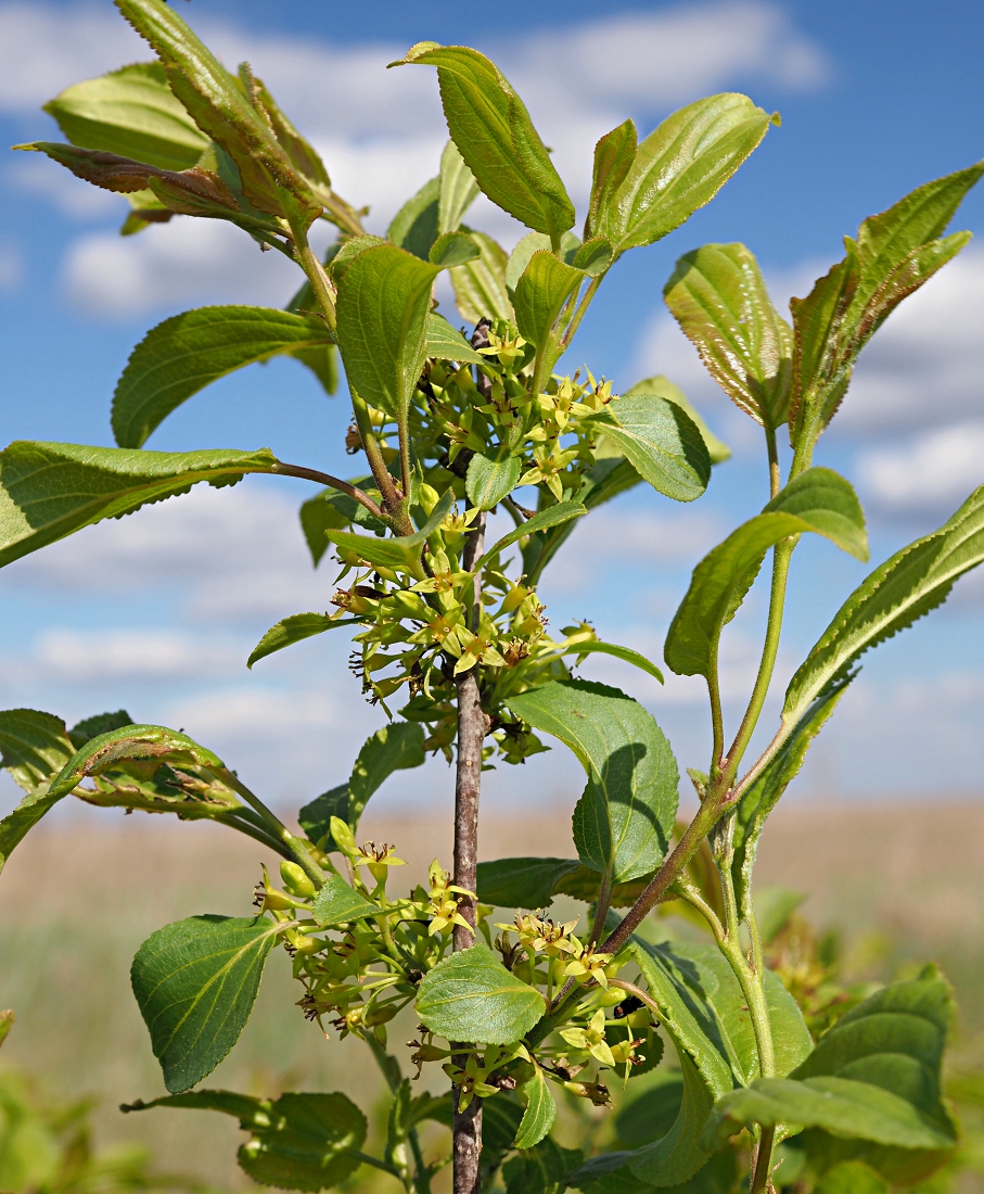 Image of Rhamnus cathartica specimen.