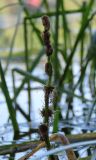 Sparganium × longifolium. Отцветшее соцветие. Ленинградская обл., Всеволожский р-н, пос. Токсово, южный берег оз. Чайное; Sparganietum в прибрежной зоне, промежуточный пояс гибридов Sparganium emersum × Sparganium gramineum, песчано-илистое дно на глубине 30—40 см. 17 августа 2022 г.