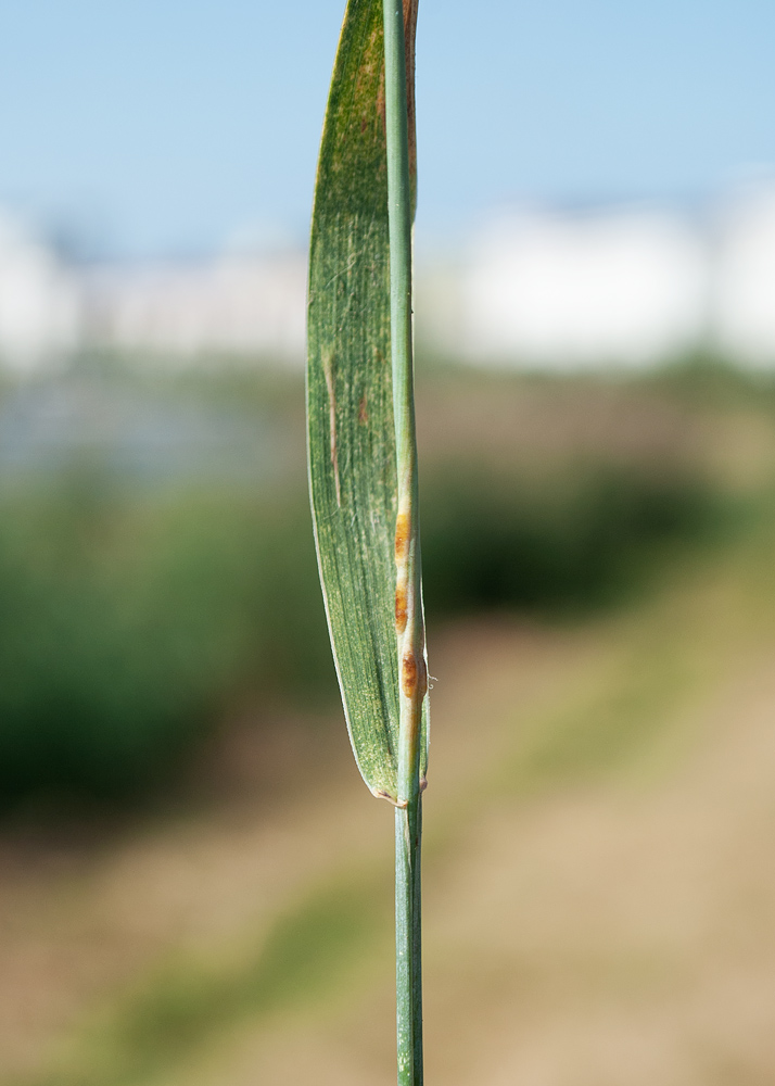 Image of Elytrigia repens specimen.