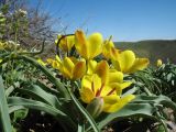 Tulipa lemmersii