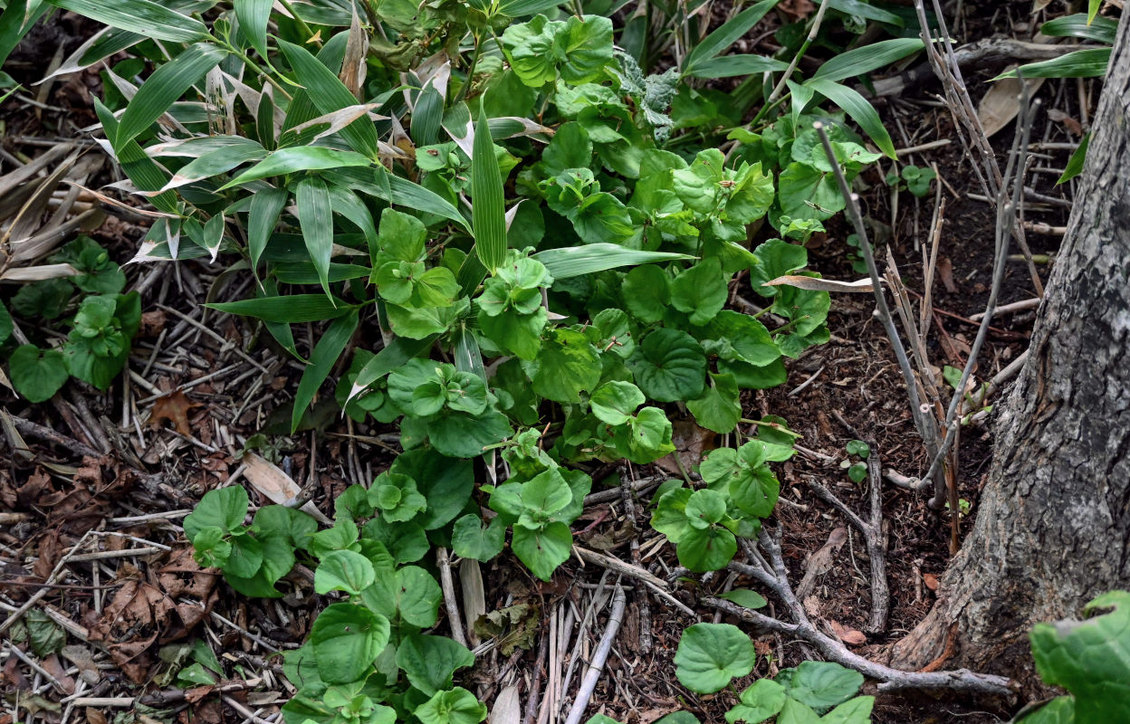 Image of Viola acuminata specimen.