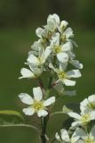 Amelanchier spicata. Соцветие. Беларусь, Витебская обл., пос. Езерище, частная усадьба, посадки фруктовых деревьев на краю огорода. 30.04.2024.