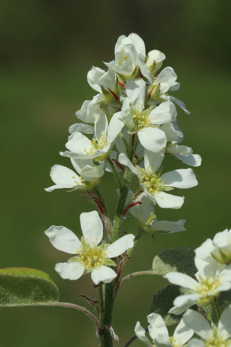 Image of Amelanchier spicata specimen.