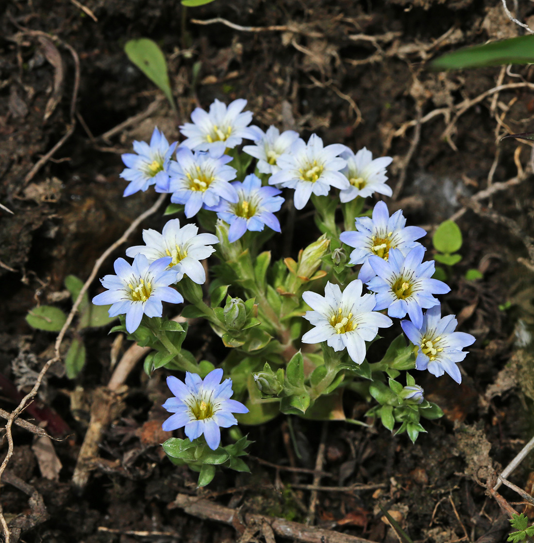 Image of Gentiana squarrosa specimen.