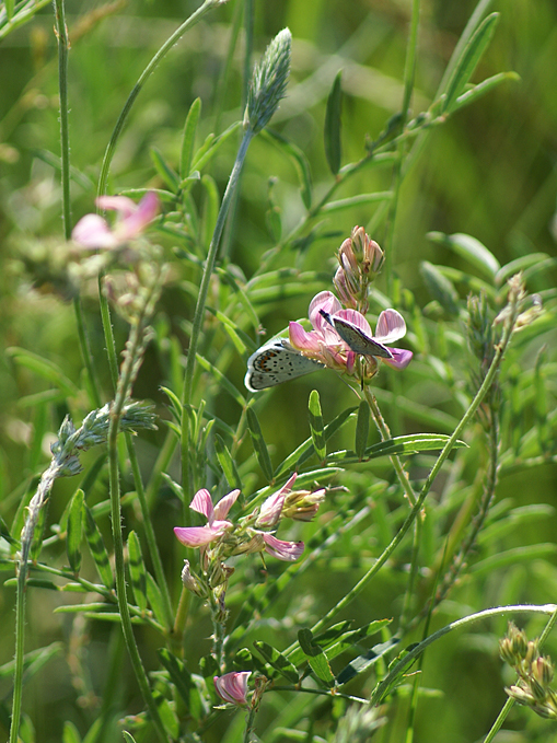 Изображение особи Onobrychis arenaria.