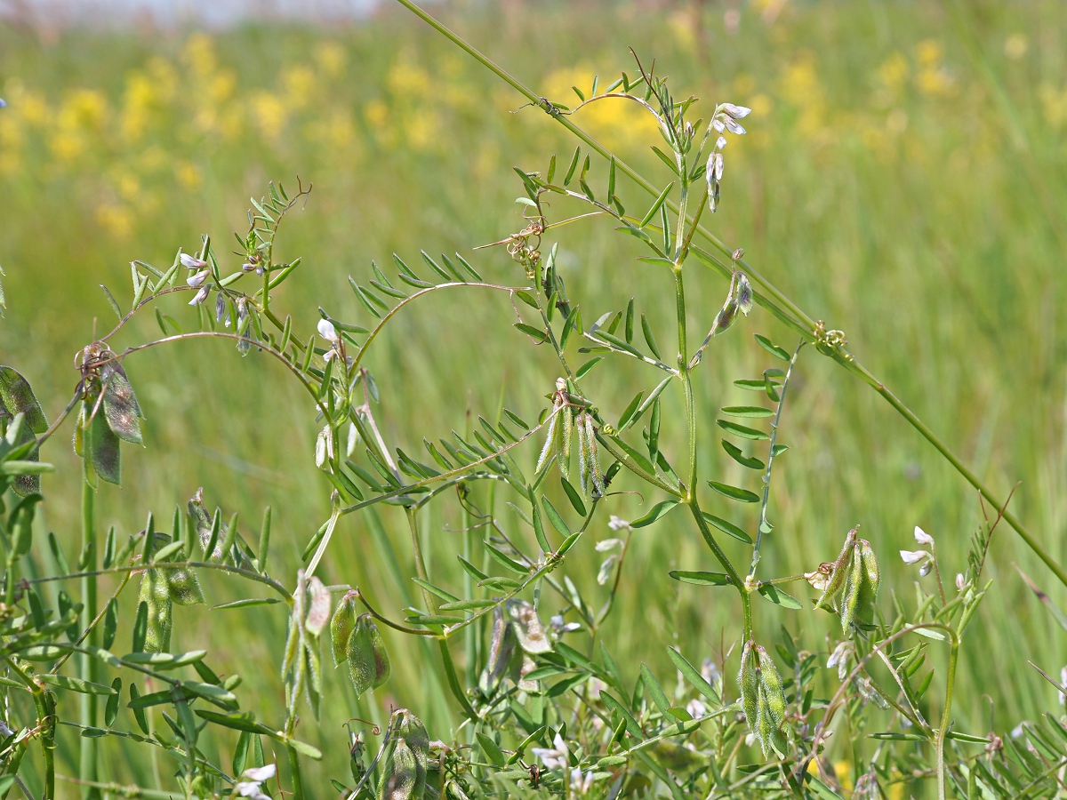 Изображение особи Vicia hirsuta.