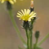 Picris japonica