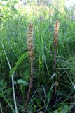 Orobanche pallidiflora