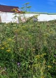 Pastinaca sativa. Цветущее растение. Вологодская обл., Кирилловский р-н, с. Горицы, луг. 12.07.2024.