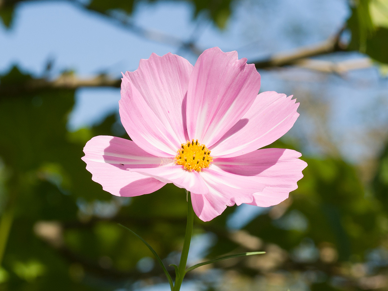 Изображение особи Cosmos bipinnatus.