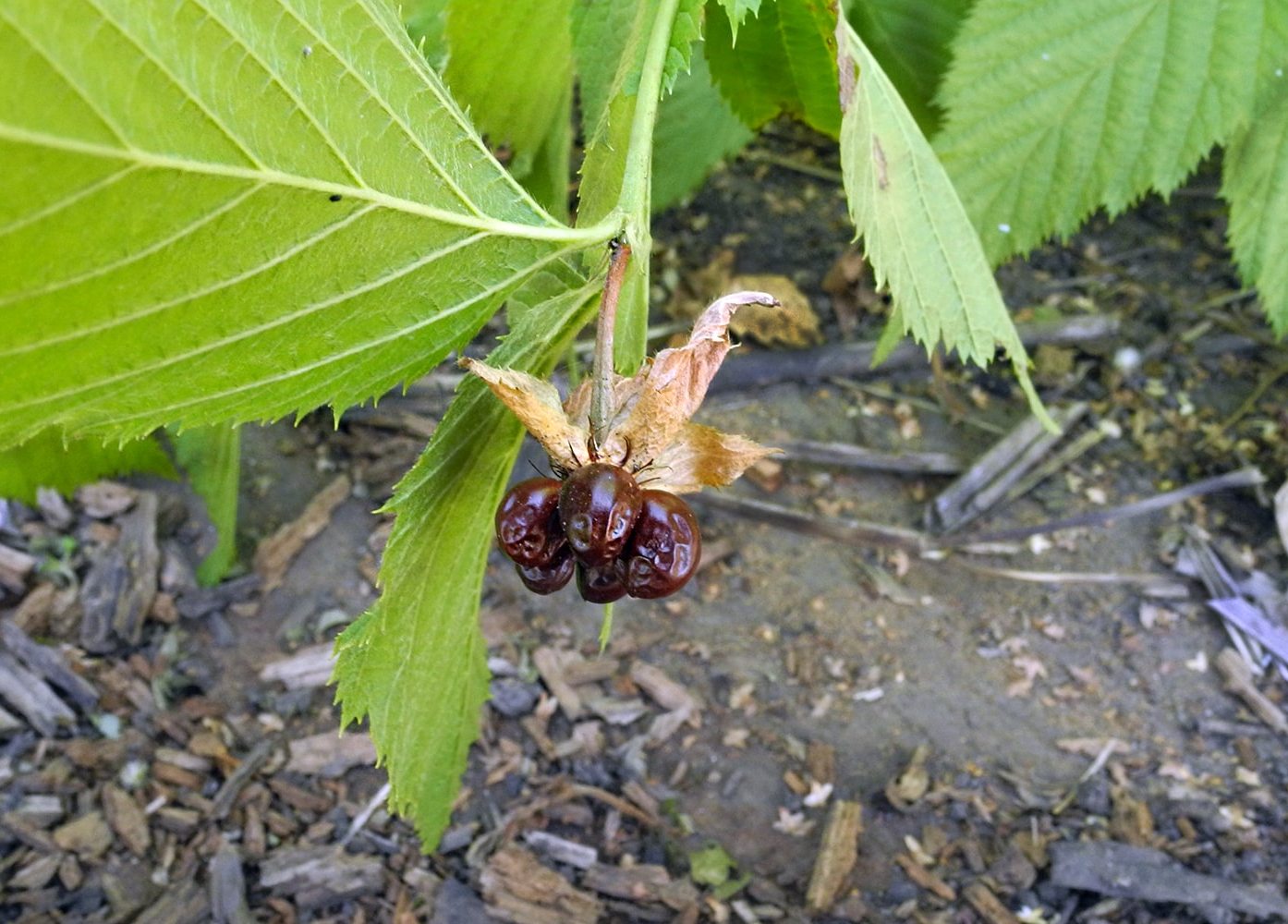 Image of Rhodotypos scandens specimen.
