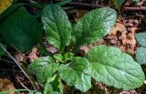 Ajuga reptans