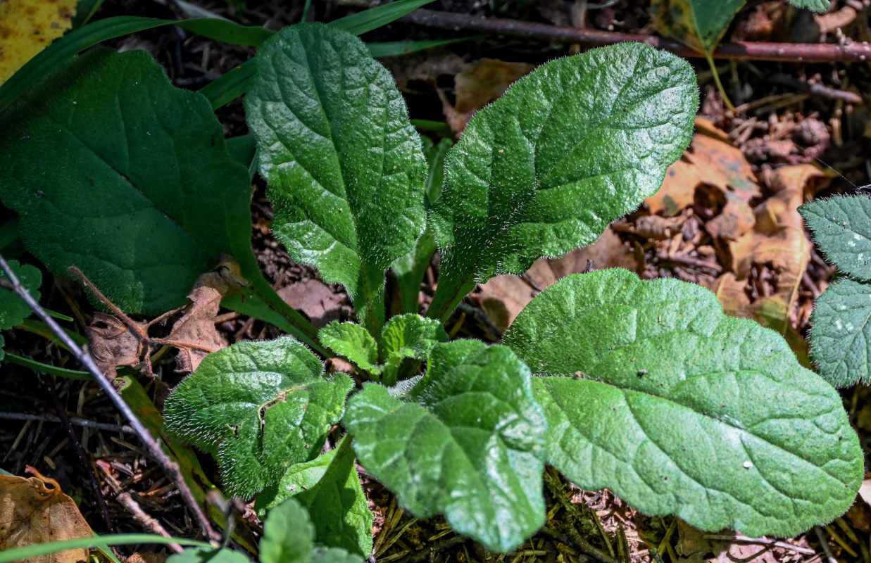 Image of Ajuga reptans specimen.