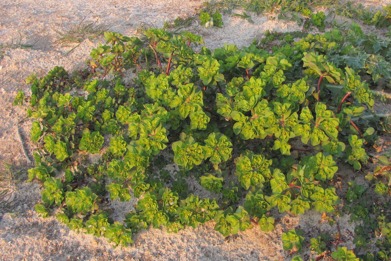 Изображение особи Euphorbia helioscopioides.