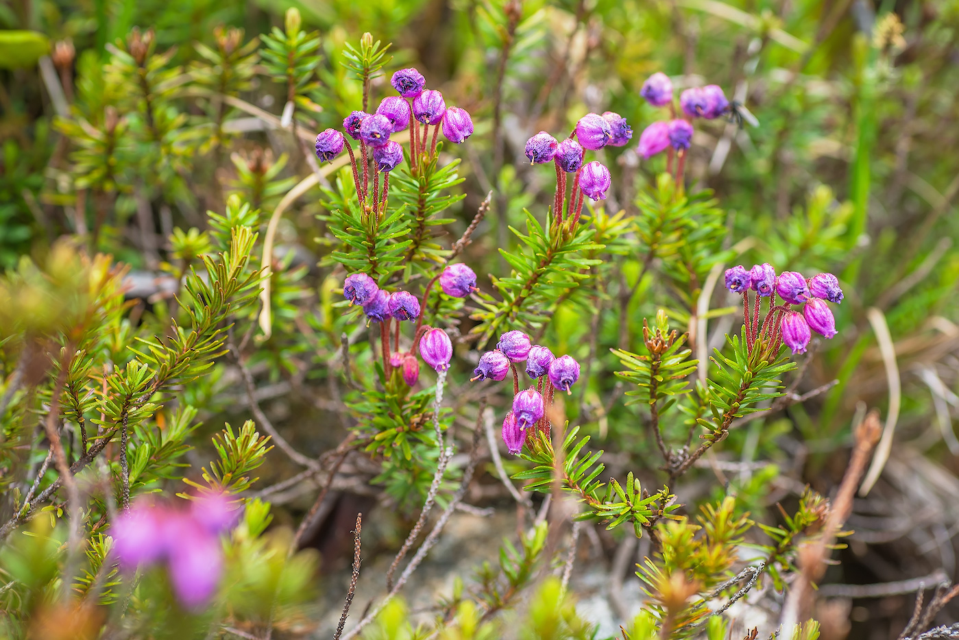 Изображение особи Phyllodoce caerulea.