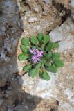 Malcolmia flexuosa