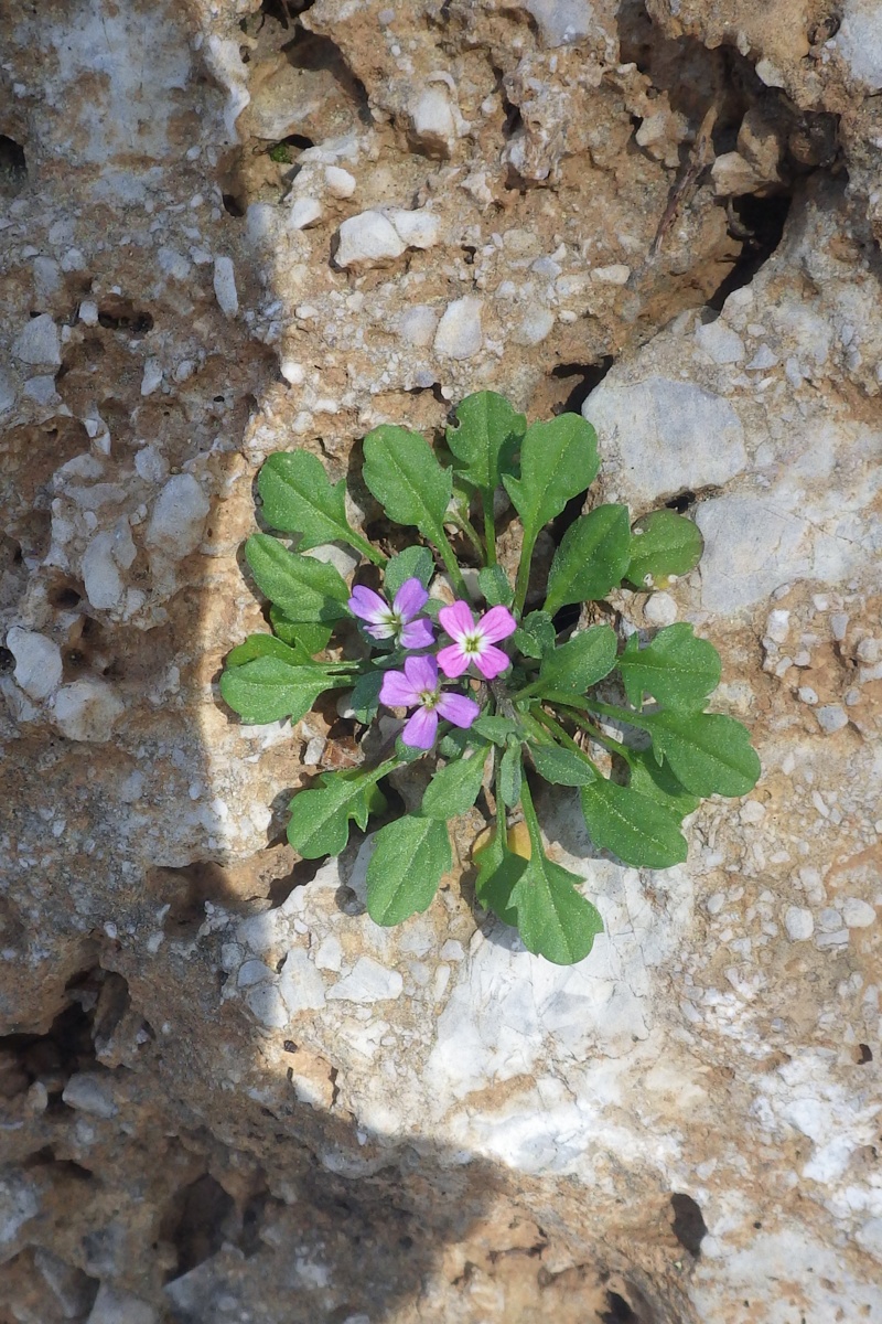 Изображение особи Malcolmia flexuosa.