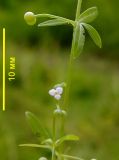 Galium trifidum