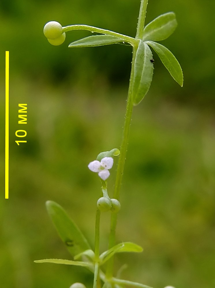 Image of Galium trifidum specimen.
