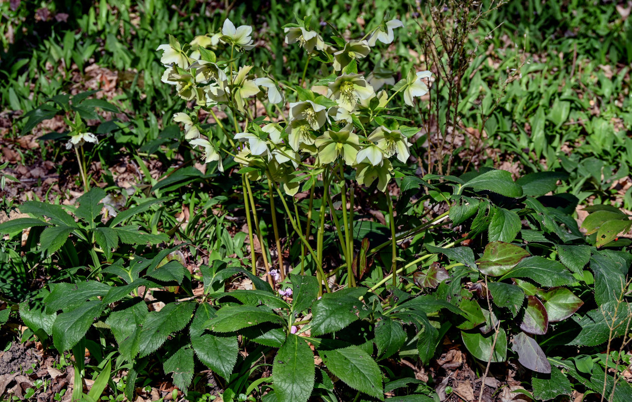 Image of Helleborus caucasicus specimen.