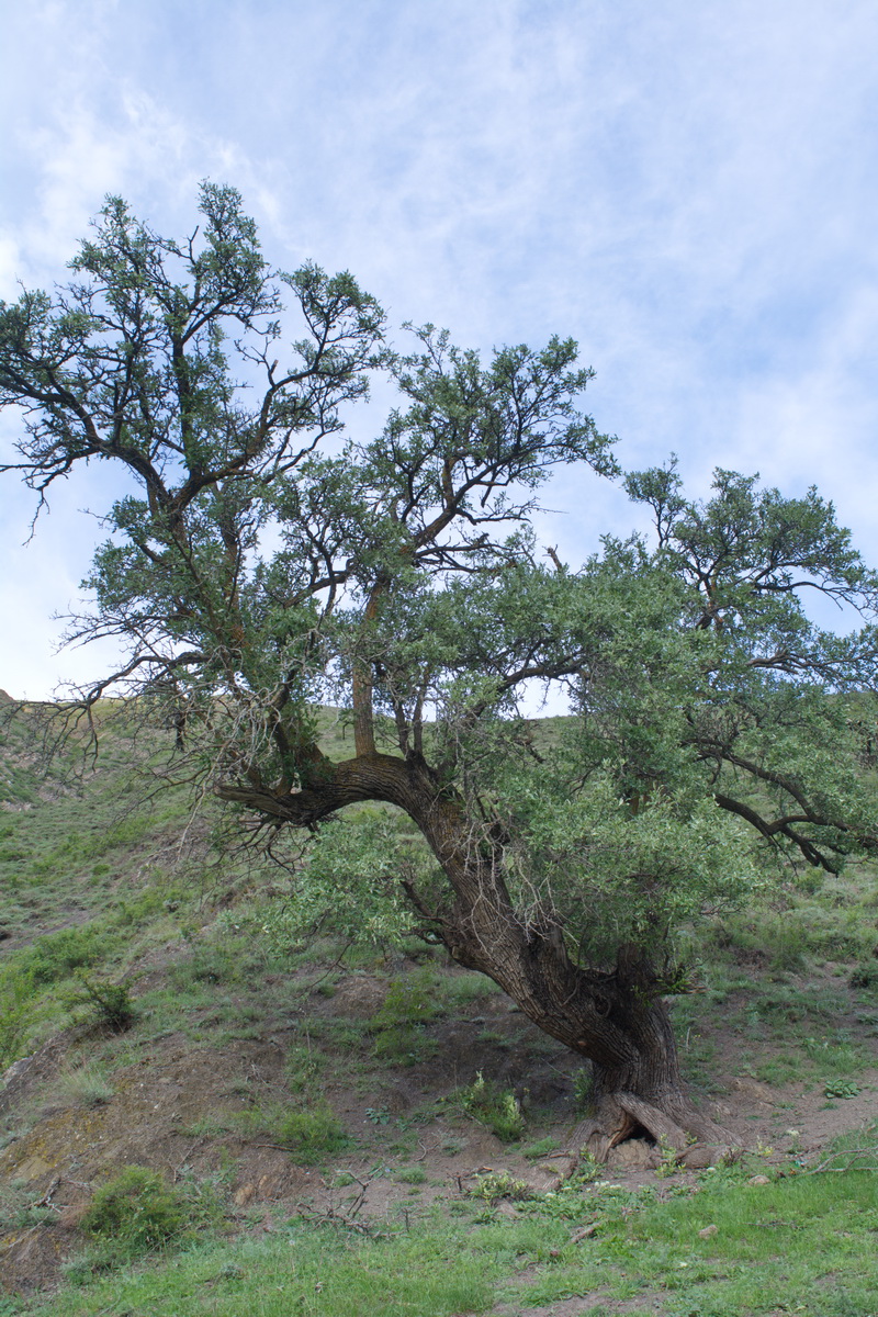 Image of Pyrus × georgica specimen.
