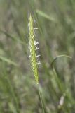 View full-size image Hordeum bulbosum