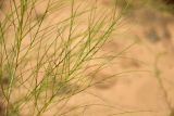 Eremosparton aphyllum