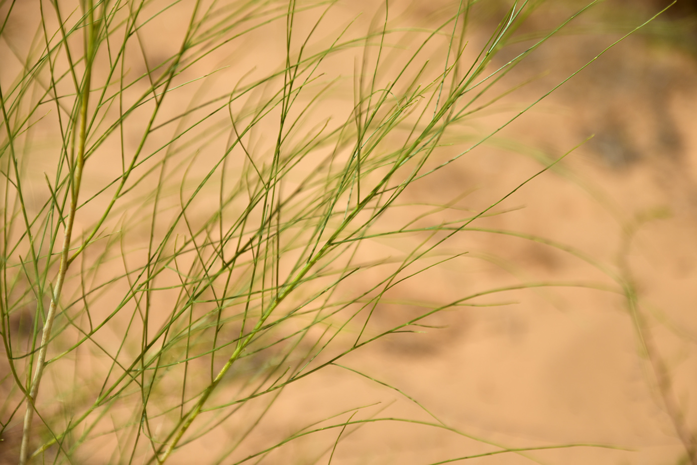 Image of Eremosparton aphyllum specimen.
