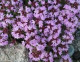 Thymus seravschanicus