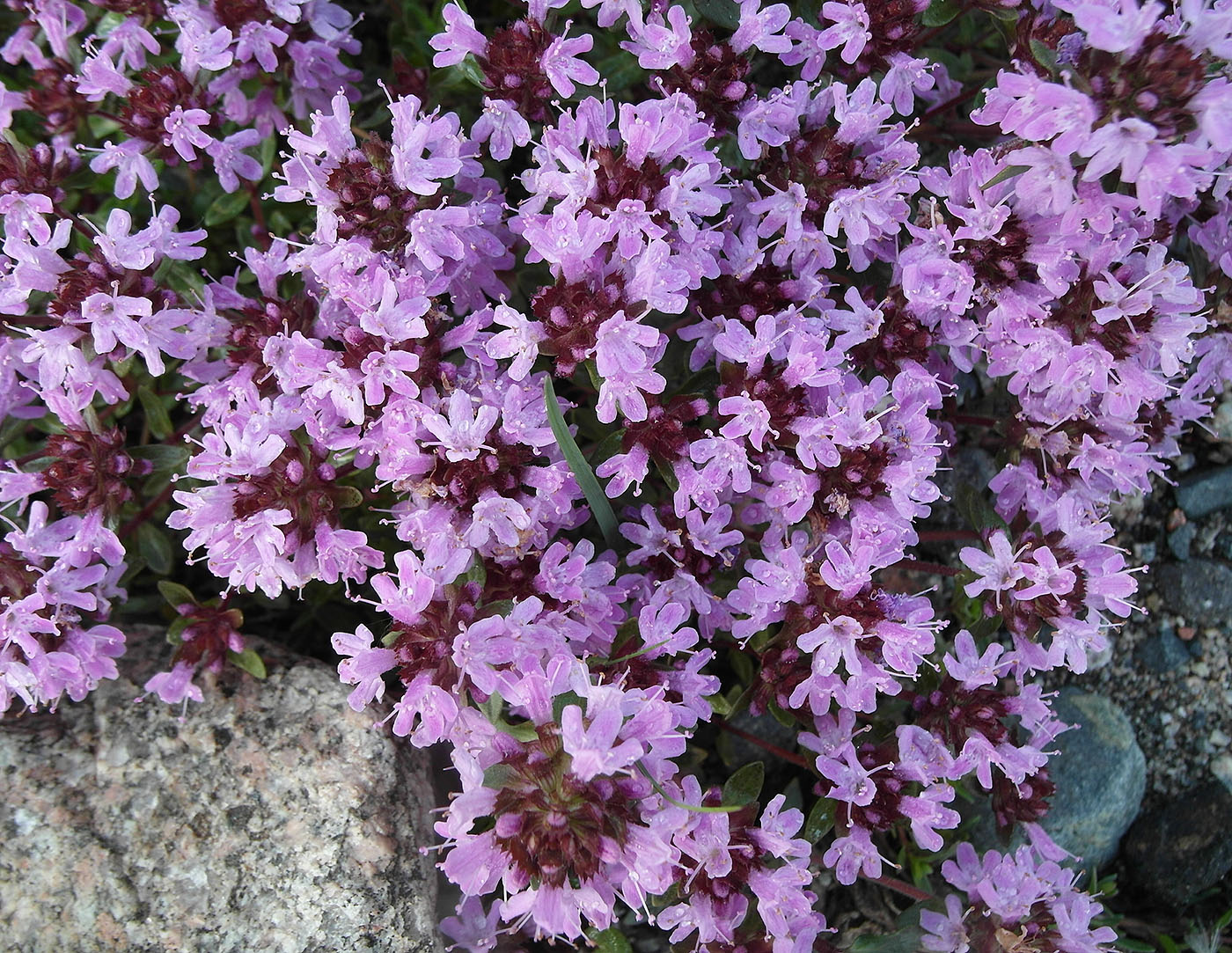 Image of Thymus seravschanicus specimen.