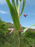 Polygonatum roseum. Часть побега с бутонами. Казахстан, Жамбылская обл., Жуалынский р-н, запов. \"Аксу-Джабаглы\"; Таласский Алатау, ущ. Коксай, ≈ 2200 м н.у.м., мезофильное разнотравье. 1 июня 2025 г.
